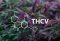 MI AZ A THCV?